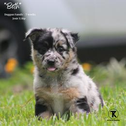 Australian Shepherd, Miniature American Shepherd, Miniature Australian Shepherd, and Toy Australian Shepherd Puppies from TK Standard, Mini, & Toy Aussies