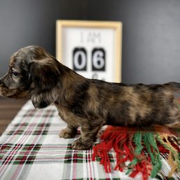 Dachshund Puppies from Queen of Weens Dachshunds