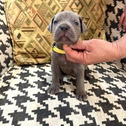 Boy 6 - Gray male Cane Corso puppy in Granbury, Texas from Revolutions Kennel