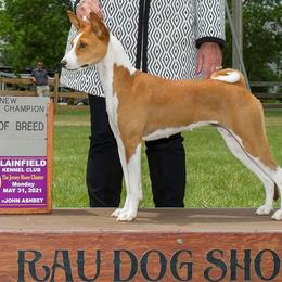 Dayo - Basenji