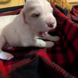 Male 3 - Orange belton male English Setter puppy in Holly, Michigan from Roos Farms English Setters