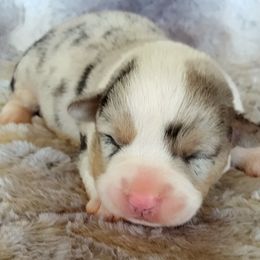 Boy 3 - Cardigan Welsh Corgi puppy in Huntington Beach, California from Victory Crown