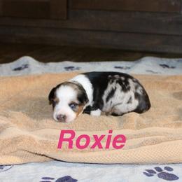 Roxie - Blue merle female Miniature Australian Shepherd puppy in Fort Smith, Arkansas from Rye Hill Aussies