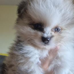 Dino - Blue merle male Pomeranian puppy in Billings, Montana from Magic City Poms