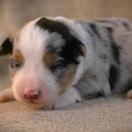 Fallon - Blue merle female Miniature Australian Shepherd puppy in Menomonee Falls, Wisconsin from Hunt N Oaks