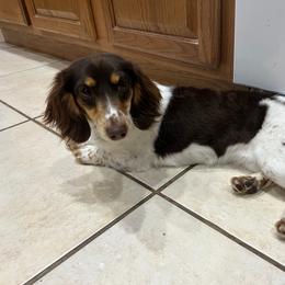 Mocha - Dachshund
