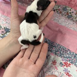 6 - Chocolate female Havanese puppy in Reese, Michigan from Windy Hill Havanese