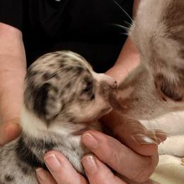 Louis AKC - Blue merle male Chihuahua puppy in Seneca, Missouri from Stephanie’s Puppy Colony