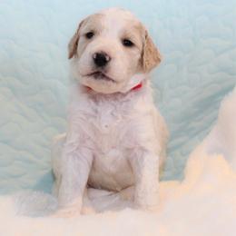 April - Parti female Goldendoodle puppy in Cherry Creek, New York from Doodles Pups of NY