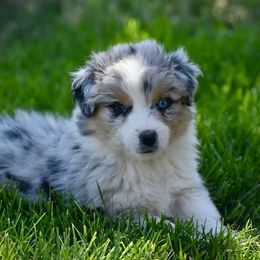 Saki- Purple Collar - Blue merle female Australian Shepherd puppy in Prineville, Oregon from KC’s Aussies