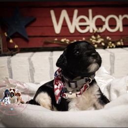 Goldendoodle Puppies from Best Doodles