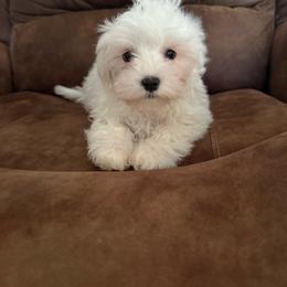 Male 1 - White male Maltese puppy in Asheville, North Carolina from TCBs Glowing Maltese