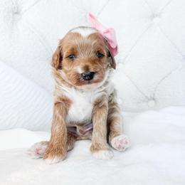 Anna - Red  female Goldendoodle puppy in Sterling, Illinois from Charley's Goldendoodles