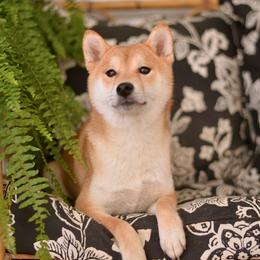 Norioko - Shiba Inu