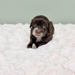 Emily in Paris - female Labradoodle puppy in Springfield, Ohio from Dawson & Daryn's Royal Companions