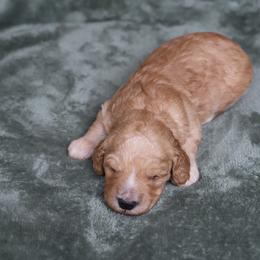 Rune - Apricot male Goldendoodle puppy in Macclenny, Florida from Baker County Goldendoodles