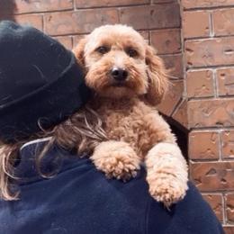 Roo - Goldendoodle