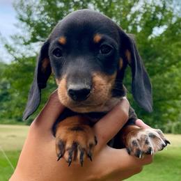 Shaggy - Black and tan male Dachshund puppy in High Hill, Missouri from High Hill Hounds