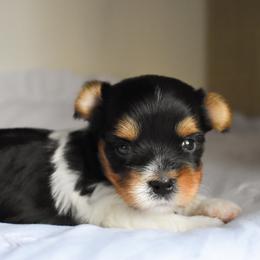 Lottie - Black tan and white female Biewer Terrier puppy in California from Skyridge Puppies