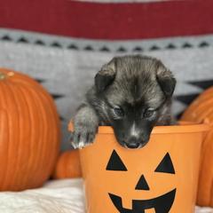 Tava Loma - female Native American Indian Dog puppy in Granby, Colorado from Turtle Island NAIDs