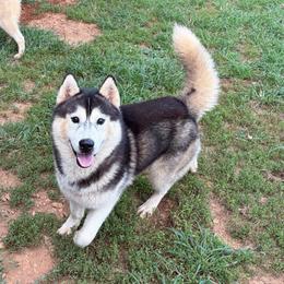 Storm - Black and white male Siberian Husky puppy in Loudon, Tennessee from Kristari Siberians