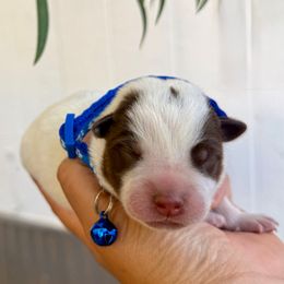 Blue - Blue mottled male Australian Cattle Dog puppy in Sahuarita, Arizona from A2 Australian Cattle Dogs