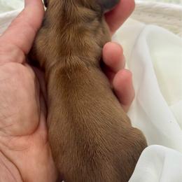 Gage - Red male Dachshund puppy in Exeter, California from Sawtooth Miniature Dachshunds