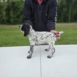 German Shorthaired Pointer Puppies from Lauren Walton
