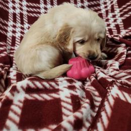 Girl 2 - Golden female Golden Retriever puppy in Sagle, Idaho from Little Shadow Retrievers