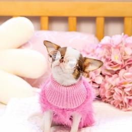 Teeny tiny Baby Pixie - Chocolate and white female Chihuahua puppy in Jacksonville, Florida from Petits Chihuahuas