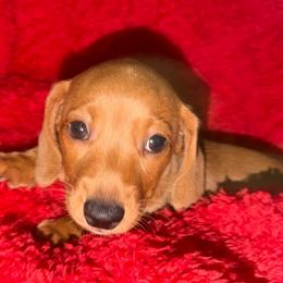 Boy 1 - Fawn (Isabella) male Dachshund puppy in Cherokee, Oklahoma from Special “K” Dachshunds