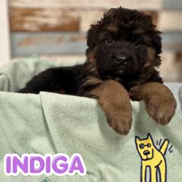 Indiga - Black and red female German Shepherd puppy in Canton, Texas from WILDWOOD GERMAN SHEPHERDS