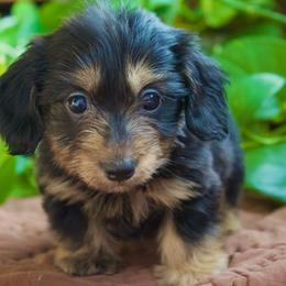 Beau ( silky wire ) - Black and cream male Dachshund puppy in Midland, Texas from The Barefield Doxies