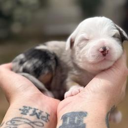 Frost - Blue merle male Miniature American Shepherd puppy in Phoenix, Arizona from Outlaw Minis