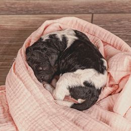 Poodle Puppies from Setting the Standard Poodles