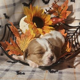Bisquit - Blenheim male Cavalier King Charles Spaniel puppy in Charity, Missouri from Missouri. Cavaliers