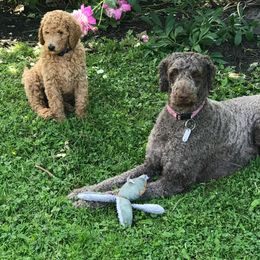 Labradoodle Puppies from Double B Doodles
