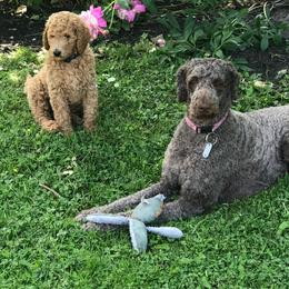 Labradoodle Puppies from Double B Doodles