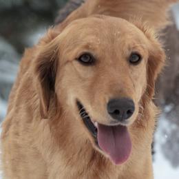 Velma - Golden Retriever