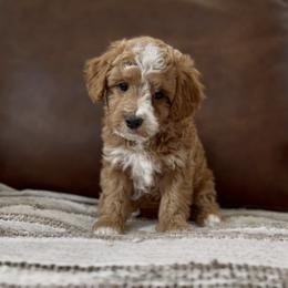 Cypress - Red  male Goldendoodle puppy in St George, Utah from Doodle Bears of Southern Utah