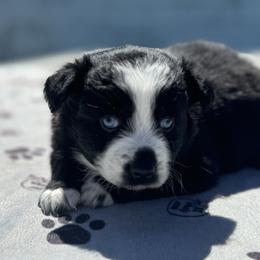 Dino - Black & white male Australian Shepherd puppy in Laotto, Indiana from Circle B working Aussies
