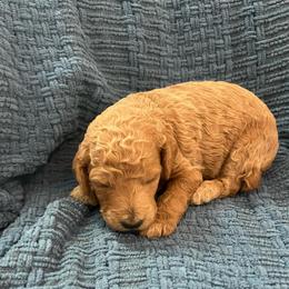 Dallas - Red  female Goldendoodle puppy in New Waverly, Texas from C.P. Puppy Buddies
