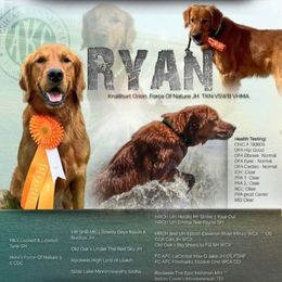 Ryan - Golden Retriever