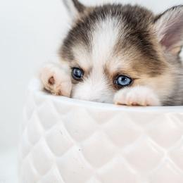Black - Wolf sable male Pomsky puppy in Spring City, Pennsylvania from Pomsky Power Puppies