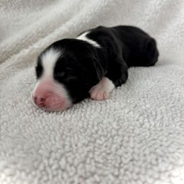 Ariat - Black tri-color female Aussiedoodle puppy in Clara City, Minnesota from Good Shepherd Aussiedoodles