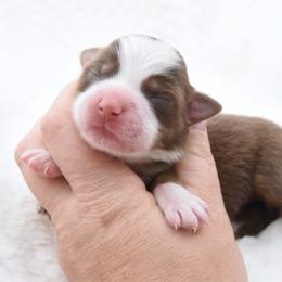 Fateful - Red tri female Toy Australian Shepherd puppy in Chickasha, Oklahoma from Rustic Lace