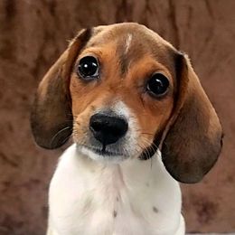 Brown - Piebald male Dachshund puppy in Ridge, New York from Tracy's Puppy Club