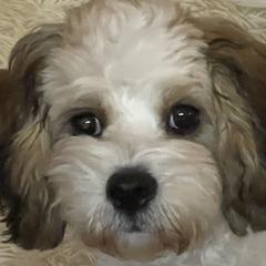 Cavachons and Cavalier King Charles Spaniels from Rolling Meadows Cavaliers