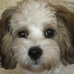 Cavachons and Cavalier King Charles Spaniels from Rolling Meadows Cavaliers