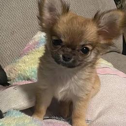 Chihuahua Puppies from Strawberry River Kennel